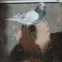 کبوتر|پرنده|سبزوار, زینبیه|دیوار