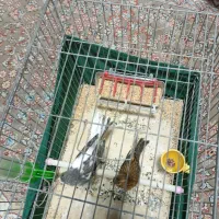 قناری|پرنده|کهریزک, |دیوار