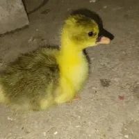 جوجه قوقاز اصل