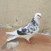 کبوتر شازده