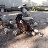 مرغ مادر به همراه جوجه برهما و سلطان و پاپر