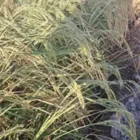زمین-برنج-برای-اجاره
