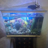 آکواریوم ماهیران|ماهی|محمدشهر, یزدیها|دیوار