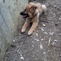 سگ ماده ژرمن گم شده|حیوانات|اسالم, |دیوار