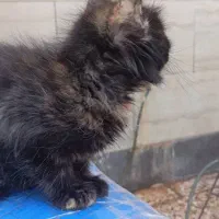 گربه بازیگوش|گربه|کارون, |دیوار