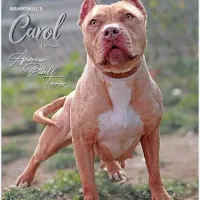 جفت سگ ماده