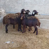 بره ماده قزل افشاری و قره چال|حیوانات مزرعه|قیدار, |دیوار