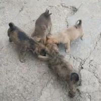 سگ پاکوتا