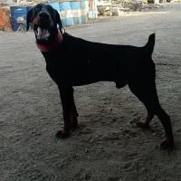 سگ دوبرمن عالی
