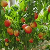 نهال شلیل شمس و‌...