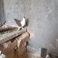 سده
