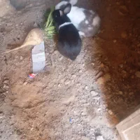 خرگوش|موش و خرگوش|سده (خراسان جنوبی), |دیوار