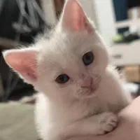 بچه گربه خالص سفید نر سه ماهه