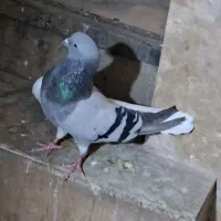 کبوتر