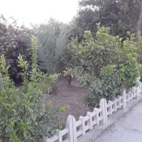 باغبانی.|خدمات باغبانی و درختکاری|شوشتر, |دیوار