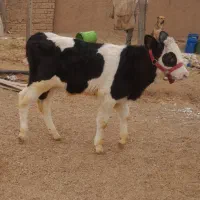 گوساله نر|حیوانات مزرعه|اسفرورین, |دیوار