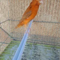 قناری سرخ مست|پرنده|شیراز, کوشک میدان|دیوار