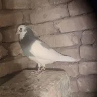 باسلام خدمت برنامه دیوار یجفت کفتر عالی