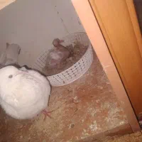کبوتر با یک عدد بچه کبوتر