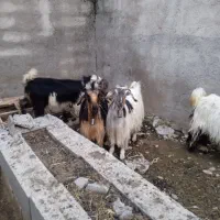 تعداد چهار راس تیشتر داشتی