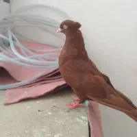 سرخ ماده