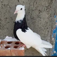 کبوتر توقی با دی