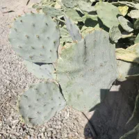 گل کاکتوس|گل و گیاه طبیعی|ری, شهید غیوری (ابن باویه)|دیوار