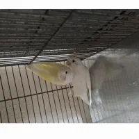 برزیلی|پرنده|تهران, شهرک استقلال|دیوار