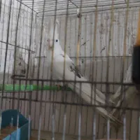 عروس البینو دوکت  با جوجه