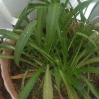 زمین کشاورزی دیم ۱۱ عدل