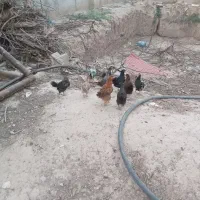 جوجه رسمی محلی 4ماهه
