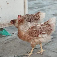 خروس برهما .تخم نطفه دار برهما .ویاندوت