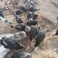 کبوتر بوقلمون|حیوانات|دشتابی, |دیوار