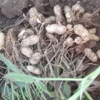 بادام زمینی متوسط|خوردنی و آشامیدنی|بران, |دیوار