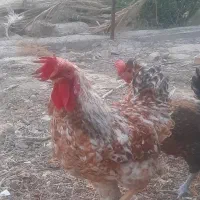 خروس جوان|حیوانات مزرعه|بندر گناوه, |دیوار