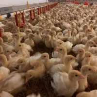 جوجه یک روزه بوقلمون بیوتی 6|حیوانات مزرعه|خاوران, |دیوار