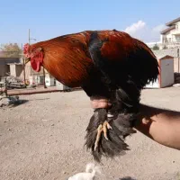 مرغ خروس برهما