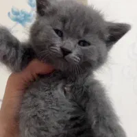 اسکاتیش های خاص و دوست داشتی|گربه|شیراز, غدیر جنوبی|دیوار