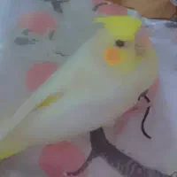 عروس هلندی لوتینو