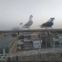 کفتر پرشی|پرنده|سبزوار, جوادیه غربی|دیوار