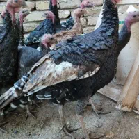 بوقلمون نر و ماده قیمت مناسب|حیوانات مزرعه|بوئین زهرا, |دیوار