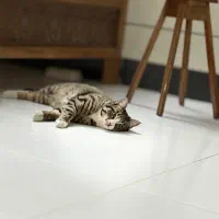 واگذاری گربه