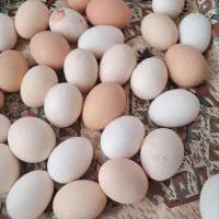 تخم نطفه دار نژاد گلین و سلطان