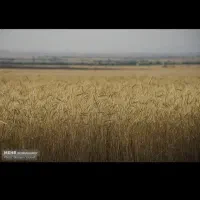 گندم بذری واران کاشت دوم