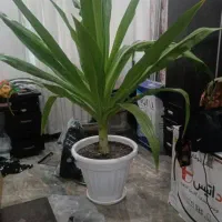گل سوسن عنکبوتی