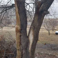 خرید درخت|خدمات باغبانی و درختکاری|ماکو, |دیوار