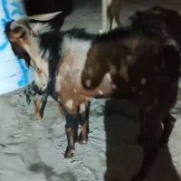 بز چاق