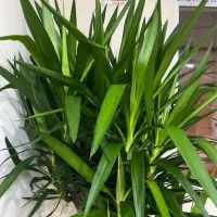 گل یوگا|گل و گیاه طبیعی|شیراز, فرهنگ شهر|دیوار