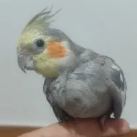 یک عدد عروس هلندی نر بالغ