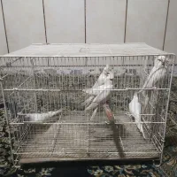 پنج جفت آلبینو بالغ|پرنده|بمپور, |دیوار